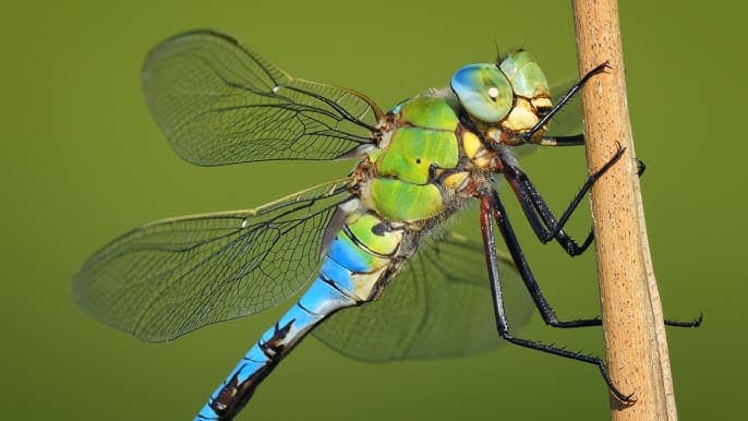 Libellula imperatore (Anax imperator)