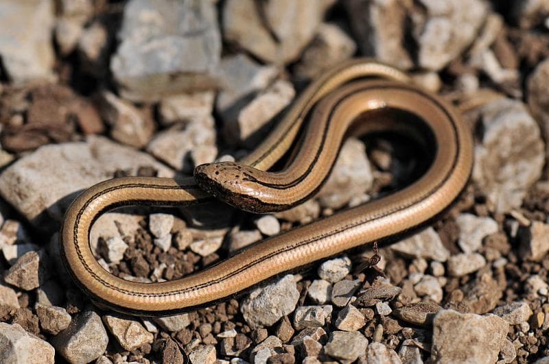 Orbettino (Anguis fragilis)