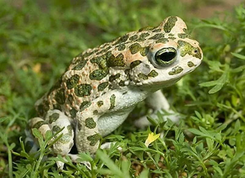 Rospo smeraldino (Bufotes viridis)
