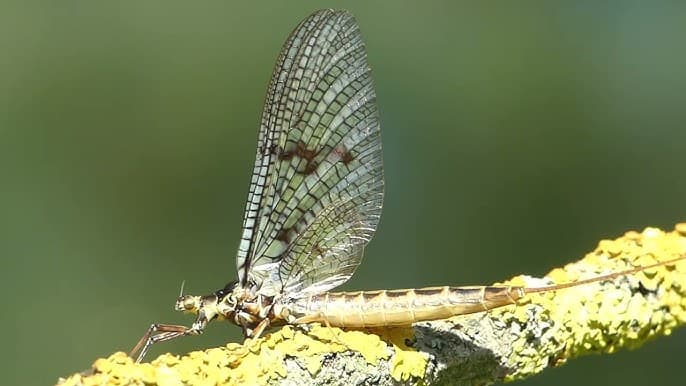Effimera (Ephemera vulgata)