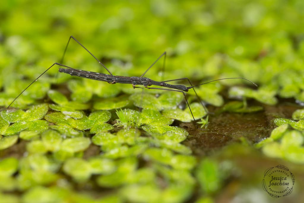 Idrometra (Hydrometra stagnorum)