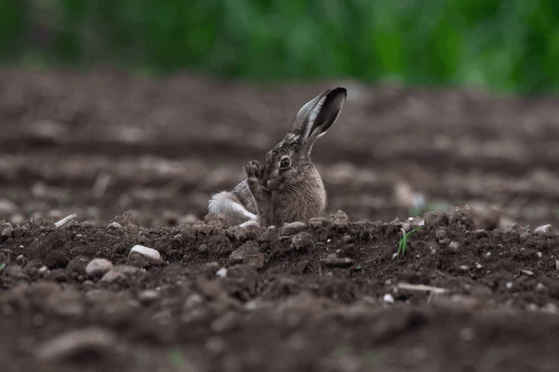 Lepre (Lepus europaeus)