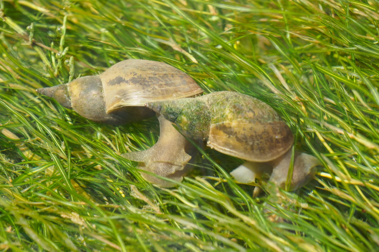 Chiocciola d’acqua (Lymnaea stagnalis)