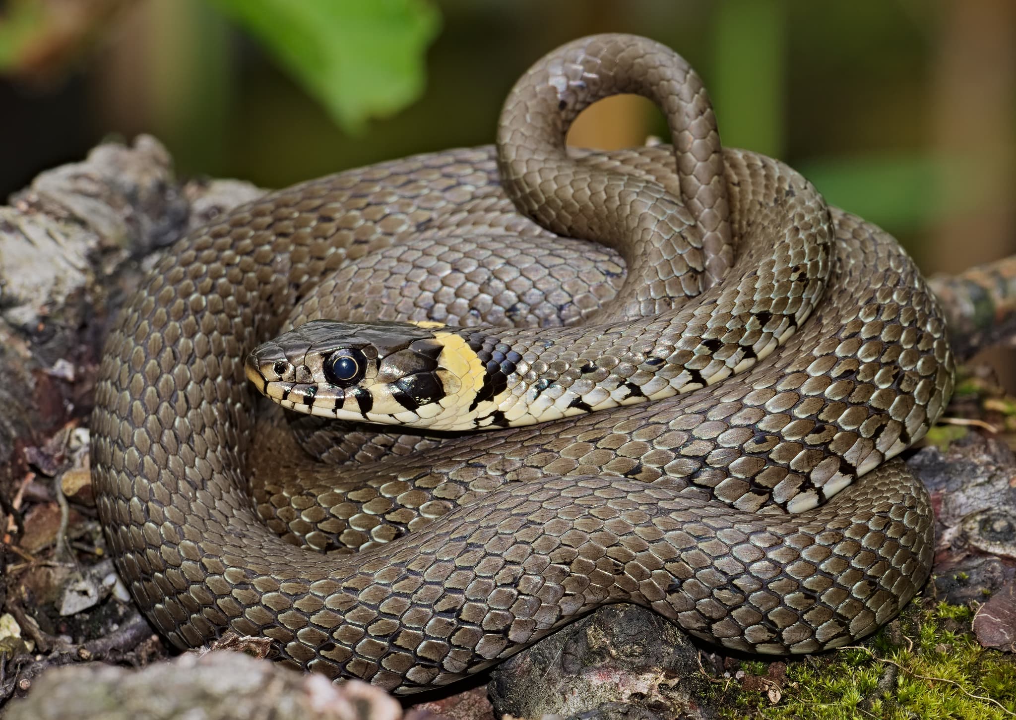 Biscia d’acqua (Natrix natrix)