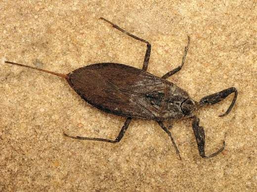 Scorpione d’acqua (Nepa cinerea)