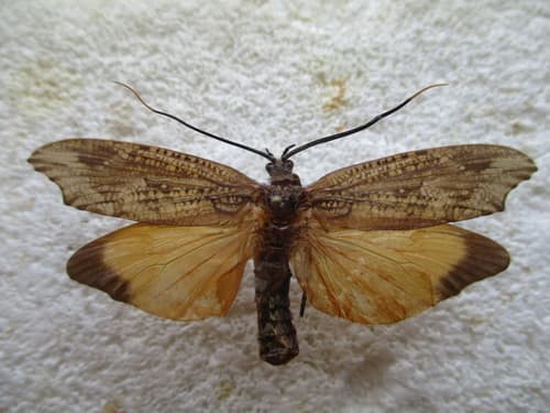 Tricottero (Phryganea grandis)