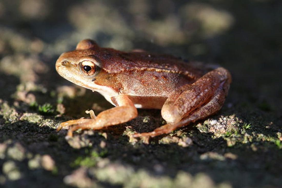 Rana di Lataste (Rana latastei)