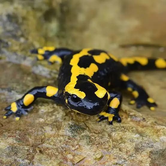 Salamandra pezzata (Salamandra salamandra)