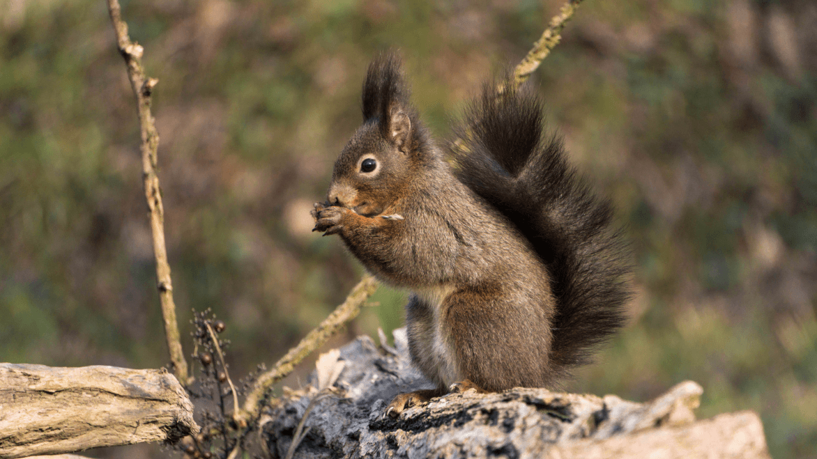 Scoiattolo comune (Sciurus vulgaris)