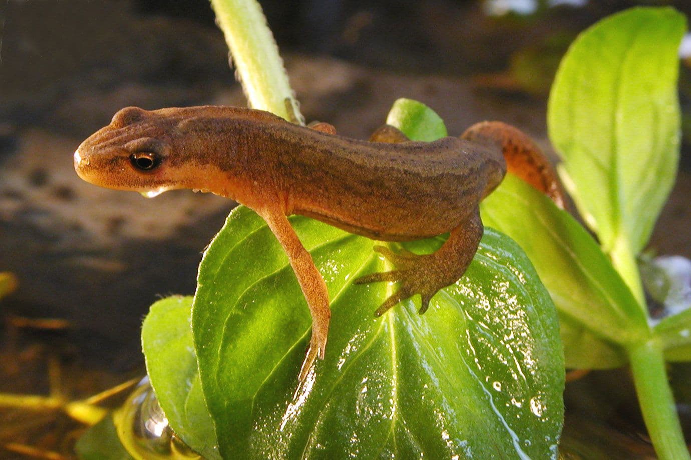 Tritone punteggiato (Triturus vulgaris)